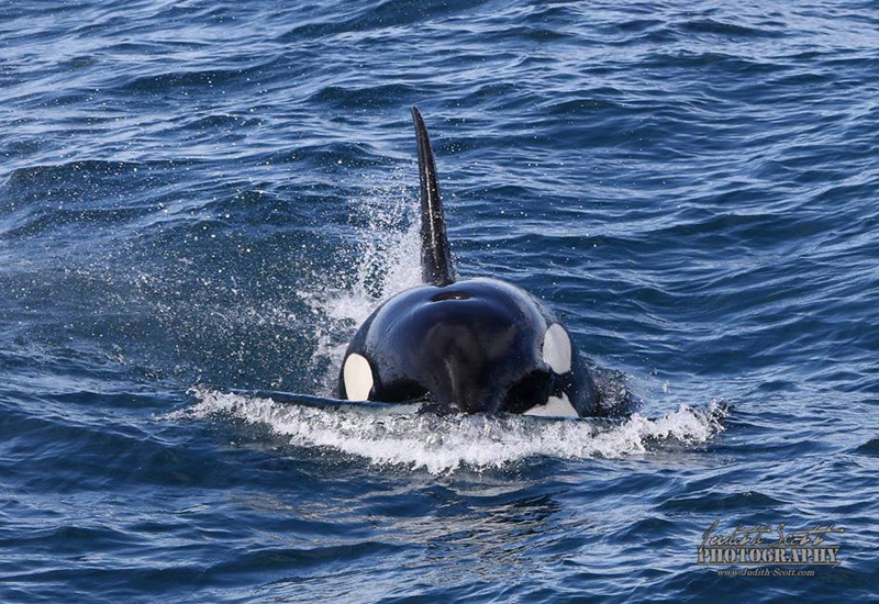 Photos: Mass Pilot Whale Death in Snæfellsnes, West Iceland