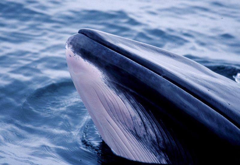 Whale Watching Husavik