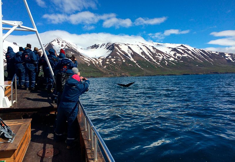 Whale Watching Dalvik