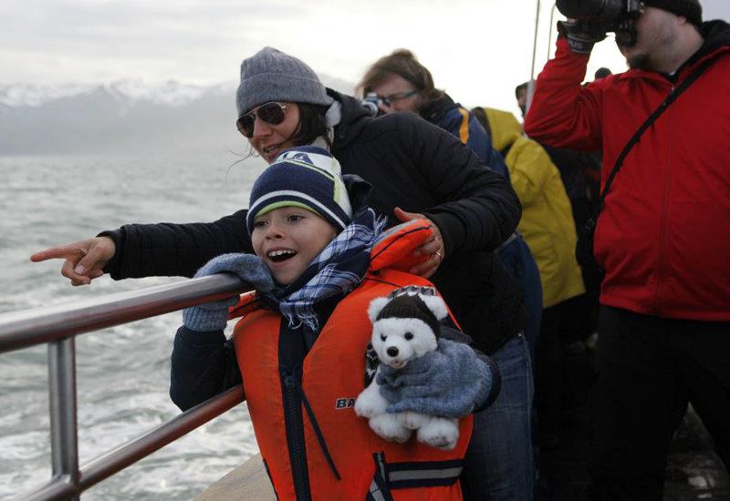 Whale Watching Iceland