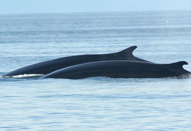 whales iceland