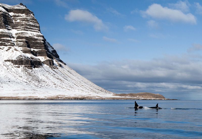 Whale Watching Snaefellsnes