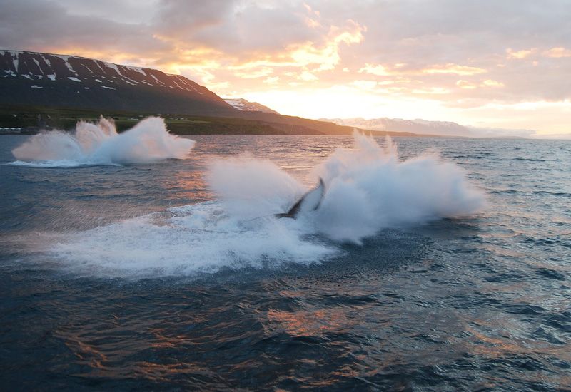 Whale Watching Akureyri Iceland