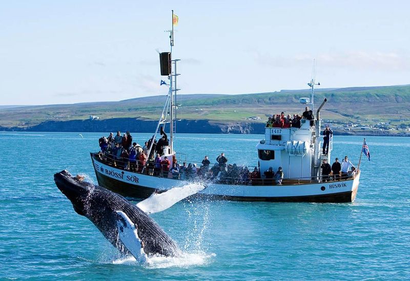 Whale Watching Husavik